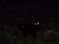 Тяжело искать черного кота темной ночью...